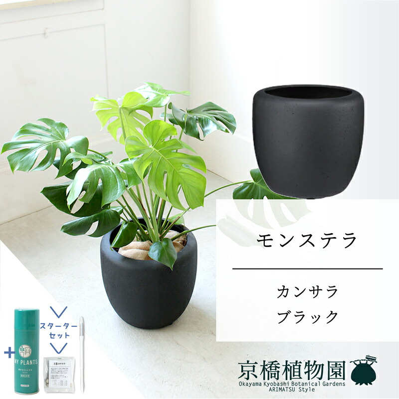 楽天市場】【カンサラ鉢カバー：ブラック】モンステラ 8号