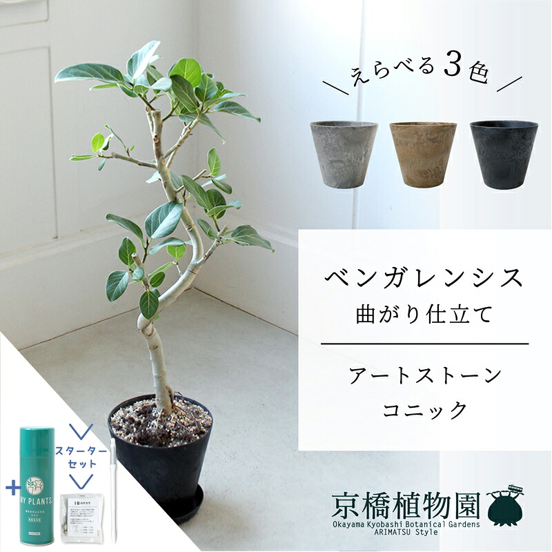【マラソンクーポン有】【スターターセット付】【アートストーン　コニック】ベンガレンシス　曲がり　6G【受け皿付】【ミドルサイズ/床置き/御祝/新築祝い/育てやすい/観葉植物/サスティー/SUSTEE/リーフクリン/IBのチカラ】【大型】