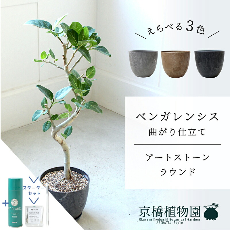 【マラソンクーポン有】【スターターセット付】【アートストーン　ラウンド】ベンガレンシス　曲がり　6G【受け皿付】【ミドルサイズ/床置き/御祝/新築祝い/育てやすい/観葉植物/サスティー/SUSTEE/リーフクリン/IBのチカラ】【大型】