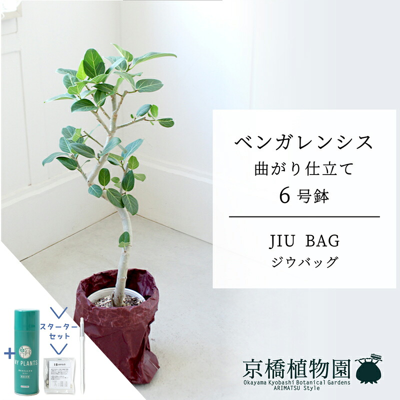 【クランク仕かける付】【JIU BAG（ジウバッグ）】幹太め ベンガレンシス 曲がり 6号【受け皿付】 観葉植物-花・ガーデン・DIY-花・観葉植物