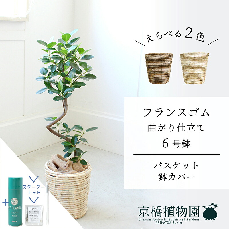 【スターターセット付】【バスケット鉢カバー】フランスゴム　曲がり　6号【受け皿付】【ミドルサイズ/床置き/御祝/新築祝い/育てやすい/観葉植物/サスティー/SUSTEE/リーフクリン/IBのチカラ】【大型】