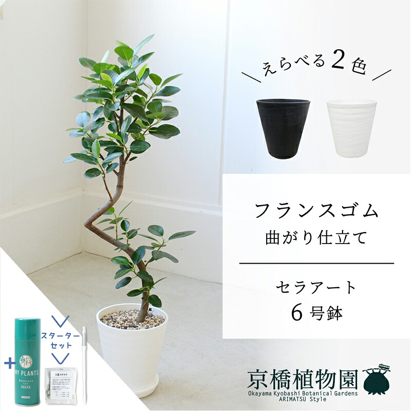 【マラソンクーポン有！】【スターターセット付】【セラアート鉢】フランスゴム　曲がり　6号【受け皿付】【ミドルサイズ/床置き/御祝/新築祝い/育てやすい/観葉植物/サスティー/SUSTEE/リーフクリン/IBのチカラ】【大型】｜花のアリマツ支店