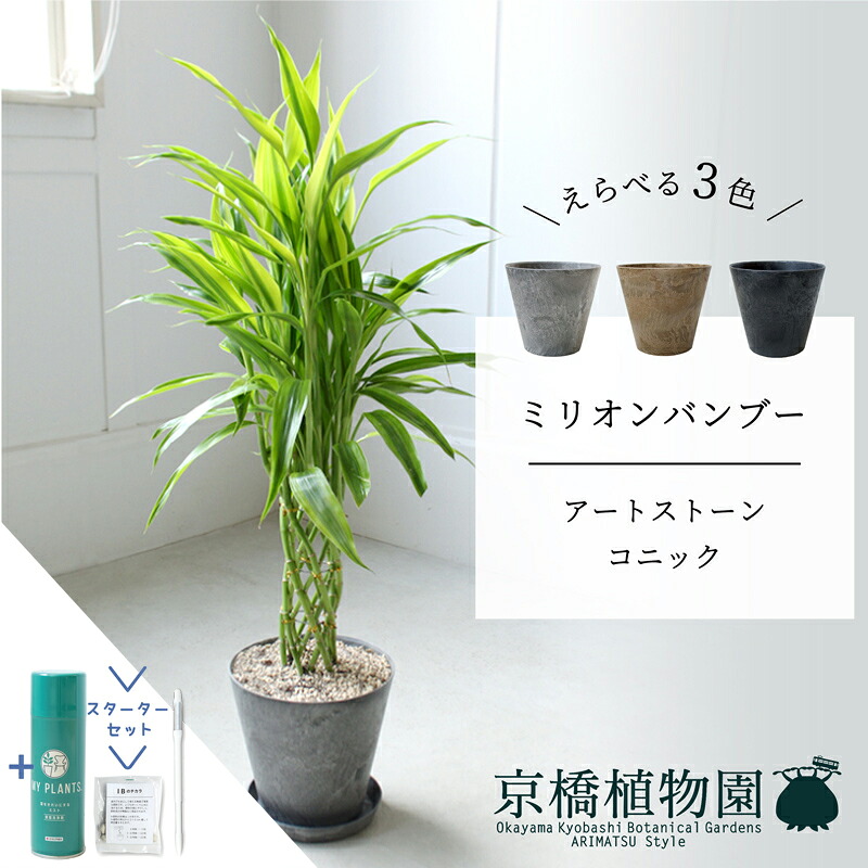 【マラソンクーポン有!】【スターターセット付】【アートストーン コニック】ミリオンバンブー 6G【受け皿付】【ブラウン/グレー/ブラック】【サンデリアーナ/開運竹/万年竹/ラッキーバンブー】【お正月 飾りに おすすめ!】|花のアリマツ支店