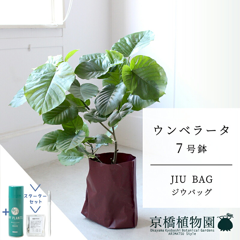 【マラソンクーポン有!】【スターターセット付】【JIU BAG(ジウバッグ)】フィカス・ウンベラータ 7号【受け皿付】【ミドルサイズ/床置き/御祝/新築祝い/育てやすい/観葉植物/サスティー/SUSTEE/リーフクリン/IBのチカラ】【大型】|花のアリマツ支店