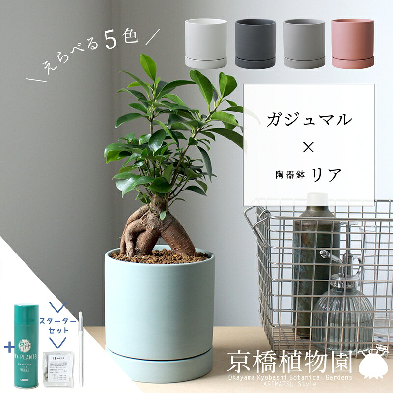 【クランク仕かける付】【えらべる色合い】ガジュマル×瀬戸もの鉢・後ろ側【受け皿付】【サスティー/SUSTEE/リーフクリン/IBのチカラ/引っ敷き色合い/白いこと/黒いこと/薄墨色/赤銅色/青色緑であること/白/黒/薄墨色/赤銅色/青緑/スモール大いさ/植え替え/観葉草木】POT 観葉植物-花・観葉植物-花・ガーデン・DIY