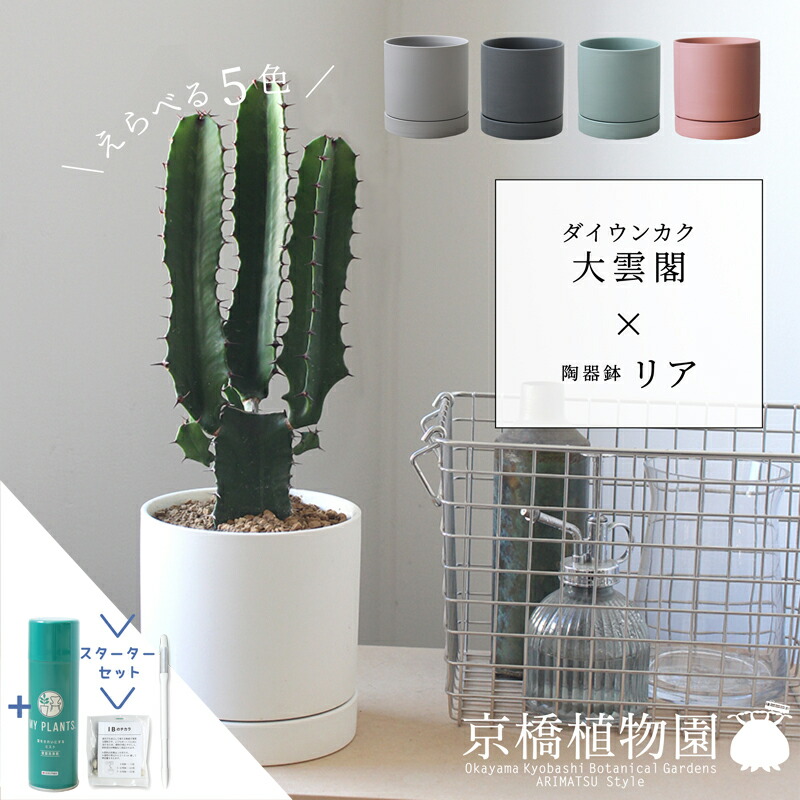 【15日はP5倍！】【クランク仕かける付】【えらべる色合い】大雲閣×瀬戸もの鉢・後ろ側【受け皿付】【サスティー/SUSTEE/リーフクリン/IBのチカラ/引っ敷き色合い/白いこと/黒いこと/薄墨色/赤銅色/青色緑であること/白/黒/薄墨色/赤銅色/青緑/スモール大いさ/植え替え/観葉草木】4G 花・ガーデン・DIY-花・観葉植物-観葉植物