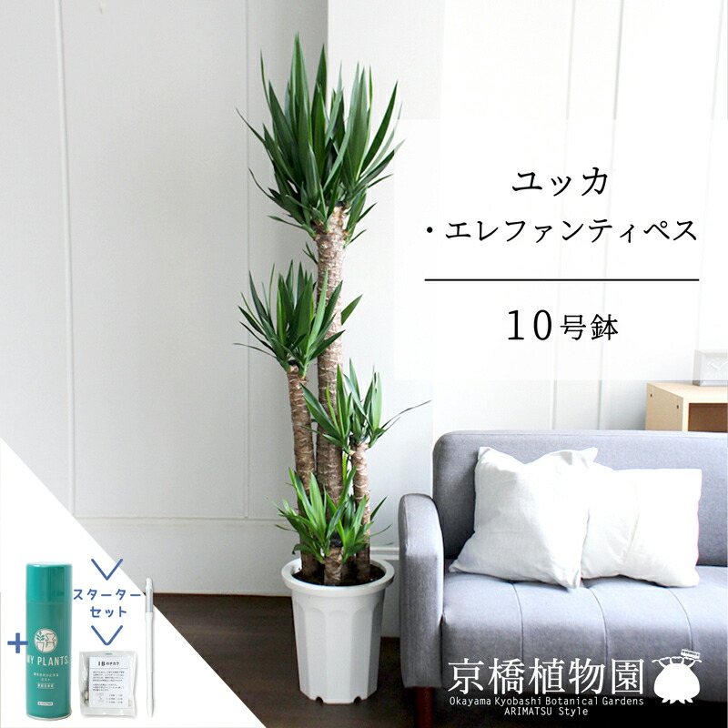 大人気  【MIA46MJQ0ED】 限定デザイン