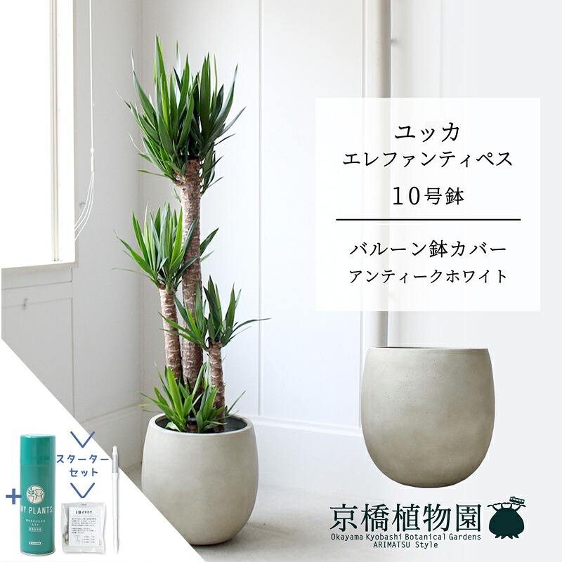 【クランク仕かける付】【軽気球鉢取りまかなう付き添い人/アンティーク白いこと】ユッカ・エレファンティペス10号【受け皿付】【兄ちゃんの木】【ラージサイズ】 【サスティー/SUSTEE/リーフクリン/IBのチカラ】