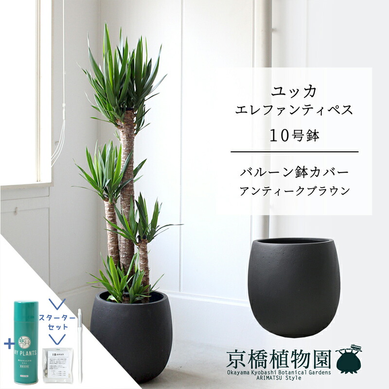 【クランク仕かける付】【軽気球鉢取りまかなう付き添い人/アンティーク赤銅色】ユッカ・エレファンティペス10号【受け皿付】【ラージサイズ】 【サスティー/SUSTEE/リーフクリン/IBのチカラ】