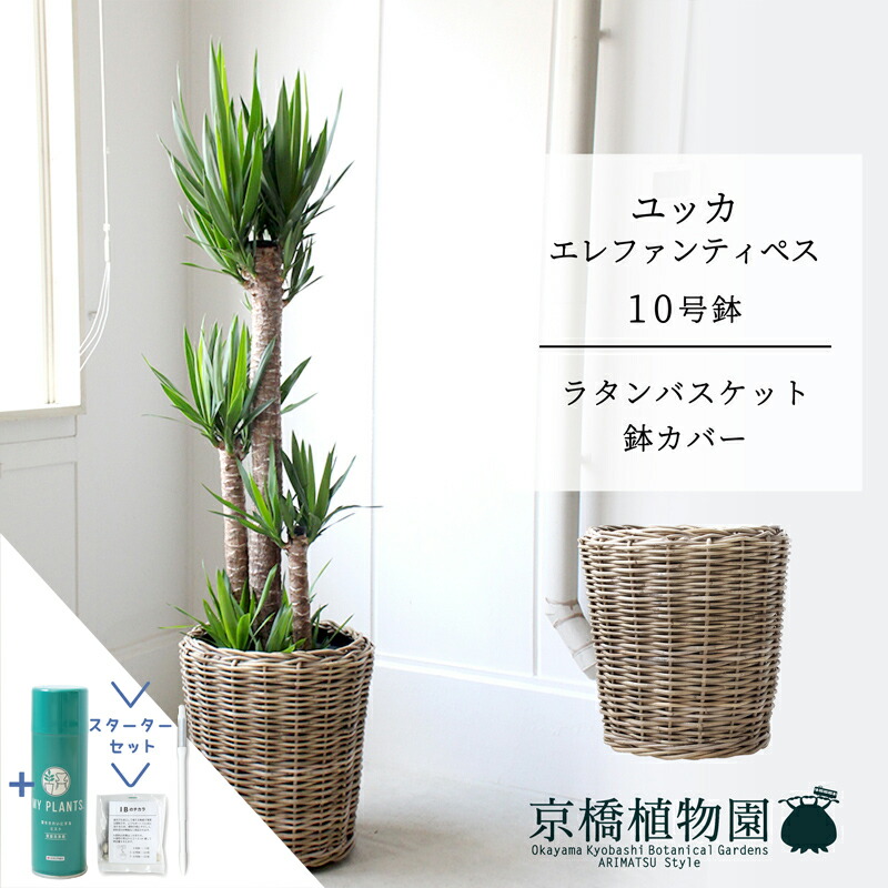 【クランク仕かける付】【ラタン製鉢取りまかなう付き添い人】ユッカ・エレファンティペス10号【受け皿付】【兄ちゃんの木】【ラージサイズ】 【サスティー/SUSTEE/リーフクリン/IBのチカラ】
