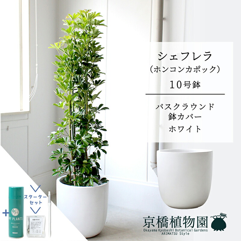 【クランク仕かける付】【バスクラウンド鉢取りまかなう/白いこと】シェフレラ 緑であること 10号【ホンコンパンヤ】【ヤドリフカノキ】【ラージサイズ/床置き/御祝/造り御祝い/育て分かりやすい/観葉草木/サスティー/SUSTEE/リーフクリン/IBのチカラ】【大型】