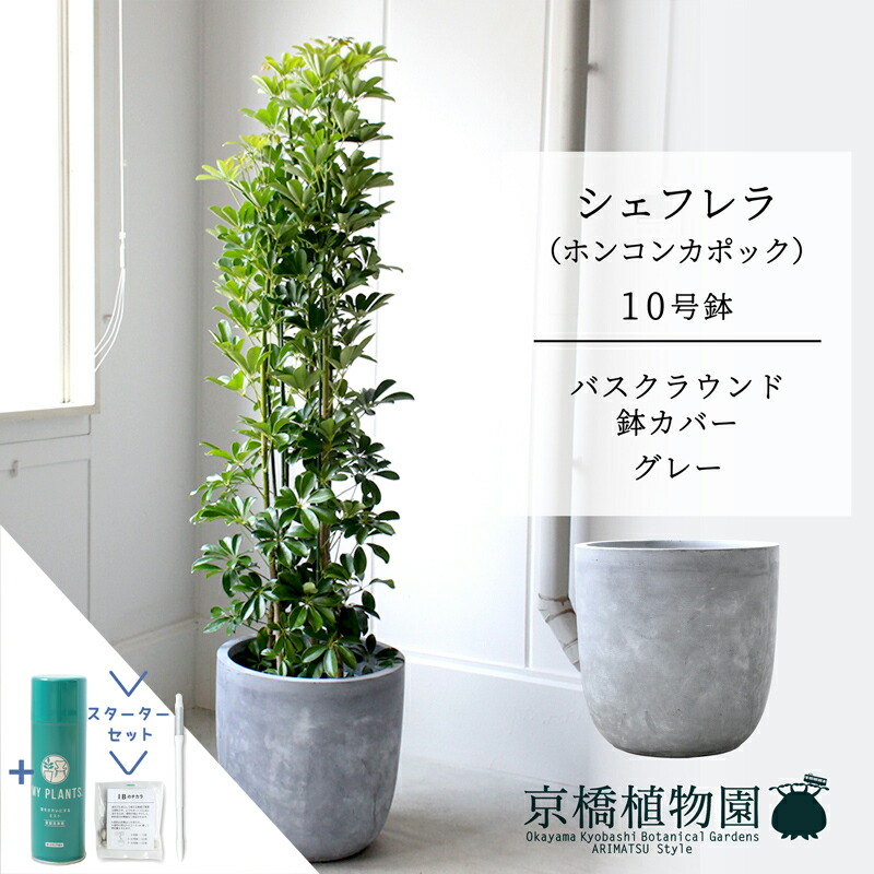 【クランク仕かける付】【バスクラウンド鉢取りまかなう/薄墨色】シェフレラ 緑であること 10号【ホンコンパンヤ】【ヤドリフカノキ】【ラージサイズ/床置き/御祝/造り御祝い/育て分かりやすい/観葉草木/サスティー/SUSTEE/リーフクリン/IBのチカラ】【大型】