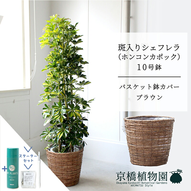 【スターターセット付】【バスケット鉢カバー：ブラウン】シェフレラ　斑入り　10号【ホンコンカポック】【ヤドリフカノキ】【ラージサイズ/床置き/御祝/新築祝い/育てやすい/観葉植物/サスティー/SUSTEE/リーフクリン/IBのチカラ】【大型】