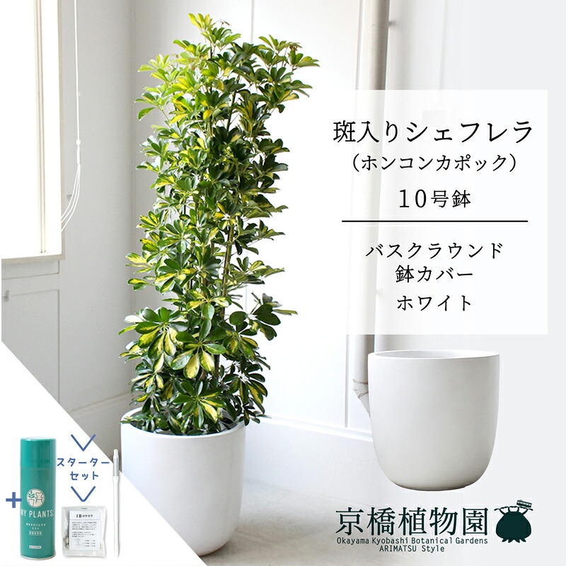 【クランク仕かける付】【バスクラウンド鉢取りまかなう/白いこと】シェフレラ 斑入り 10号【ホンコンパンヤ】【ヤドリフカノキ】【ラージサイズ/床置き/御祝/造り御祝い/育て分かりやすい/観葉草木/サスティー/SUSTEE/リーフクリン/IBのチカラ】【大型】