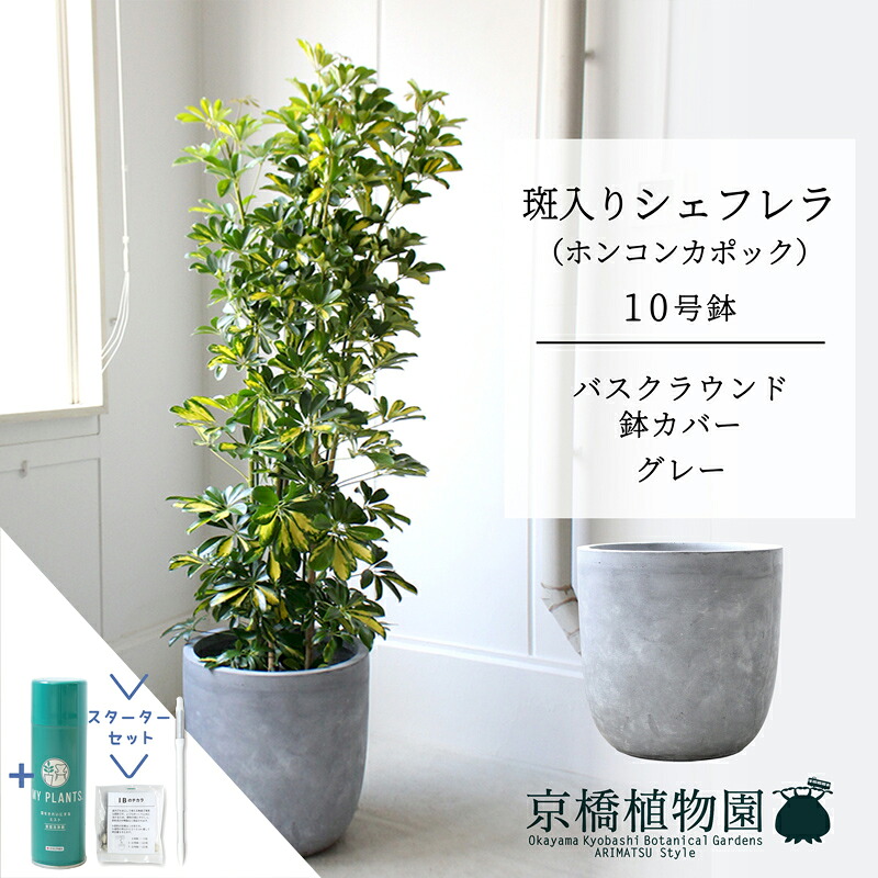 【クランク仕かける付】【バスクラウンド鉢取りまかなう/薄墨色】シェフレラ 斑入り 10号【ホンコンパンヤ】【ヤドリフカノキ】【ラージサイズ/床置き/御祝/造り御祝い/育て分かりやすい/観葉草木/サスティー/SUSTEE/リーフクリン/IBのチカラ】【大型】
