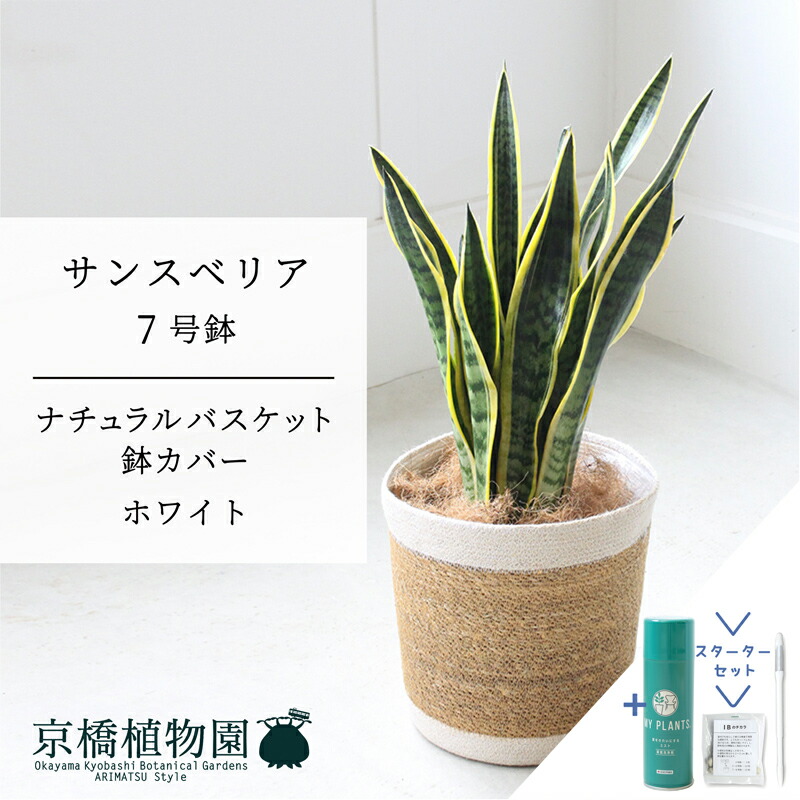 【クランク仕かける付】【自然的提げ篭・白いこと】サンスベリア・ローレンチ 7号【受け皿付】【室内装飾/サスティー/SUSTEE/リーフクリン/IBのチカラ/真っただ中大いさ/大型】 観葉植物-花・ガーデン・DIY