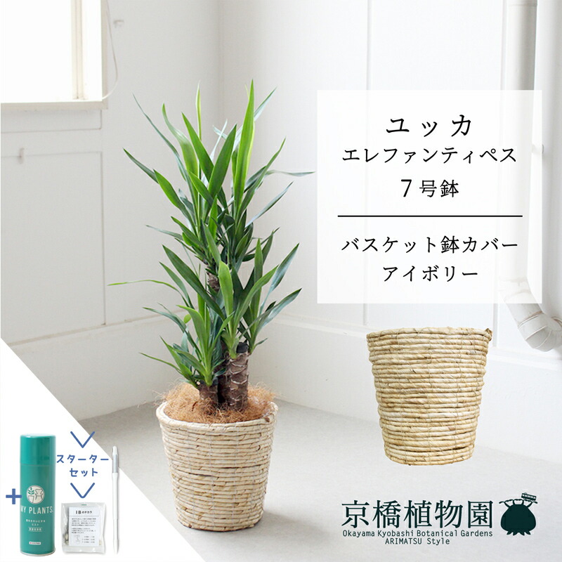 【スターターセット付】【青年の木】ユッカ・エレファンティペス7号【バスケット鉢カバー：アイボリー】【サスティー/SUSTEE/リーフクリン/IBのチカラ/ミドルサイズ/インテリア/お祝い/開店祝い/引越祝い/新築祝い/ギフト/プレゼント/育てやすい/観葉植物//通販/大型】