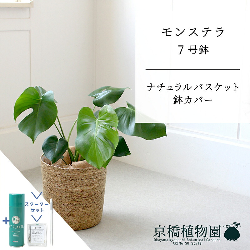 【スターターセット付】【ナチュラルバスケット鉢カバー】モンステラ　7号【受け皿付】【サスティー/SUSTEE/リーフクリン/IBのチカラ/ミドルサイズ/インテリア/お祝い/開店祝い/引越祝い/新築祝い/ギフト/プレゼント/育てやすい/観葉植物//通販/大型】