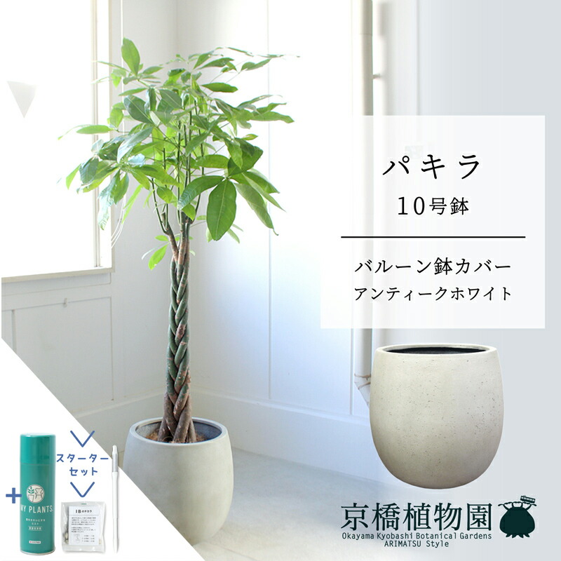 【クランク仕かける付】【軽気球鉢取りまかなう付き添い人/アンティーク白いこと】パキラ 10号【受け皿付】【兄ちゃんの木】【ラージサイズ】 【サスティー/SUSTEE/リーフクリン/IBのチカラ】