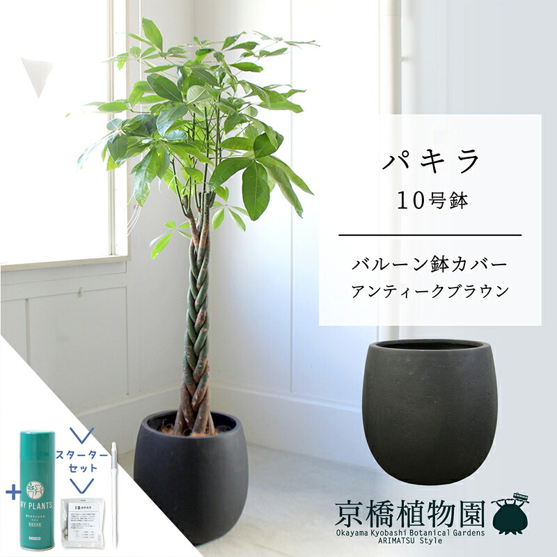 【クランク仕かける付】【軽気球鉢取りまかなう付き添い人/アンティーク赤銅色】パキラ 10号【受け皿付】【兄ちゃんの木】【ラージサイズ】 【サスティー/SUSTEE/リーフクリン/IBのチカラ】