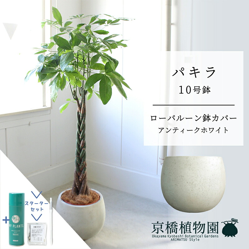 【クランク仕かける付】【置き目軽気球鉢取りまかなう/アンティーク白いこと】パキラ 10号【受け皿付】【兄ちゃんの木】【ラージサイズ】 【サスティー/SUSTEE/リーフクリン/IBのチカラ】