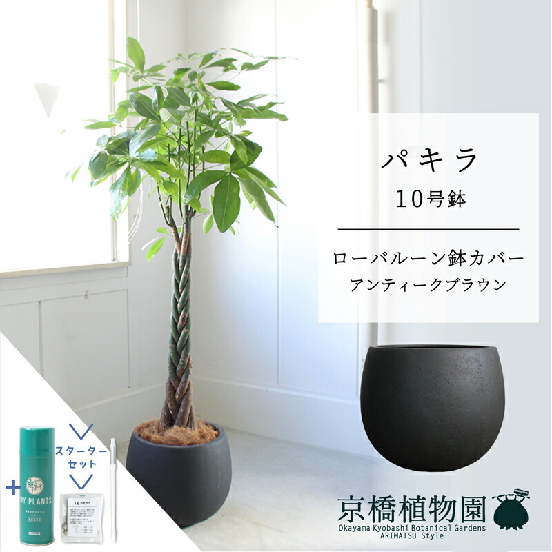 【クランク仕かける付】【置き目軽気球鉢取りまかなう/アンティーク赤銅色】パキラ 10号【受け皿付】【兄ちゃんの木】【ラージサイズ】 【サスティー/SUSTEE/リーフクリン/IBのチカラ】