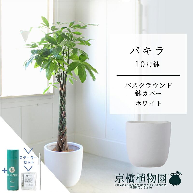 【SSクーポン券あり】【クランク書き割り付】【バスクラウンド鉢取りまかなう/白いこと】パキラ 10号【受け皿付】【兄ちゃんの木】【ラージサイズ】 【サスティー/SUSTEE/リーフクリン/IBのチカラ】