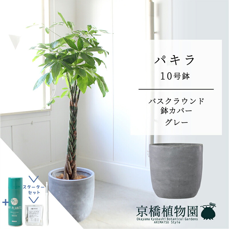 【SSクーポン券あり】【クランク書き割り付】【バスクラウンド鉢取りまかなう/薄墨色】パキラ 10号【受け皿付】【兄ちゃんの木】【ラージサイズ】 【サスティー/SUSTEE/リーフクリン/IBのチカラ】