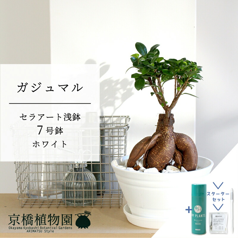【スターターセット付】ガジュマル　7号　白セラアート鉢【サスティー/SUSTEE/リーフクリン/IBのチカラ/ミドルサイズ/インテリア/お祝い/開店祝い/引越祝い/新築祝い/ギフト/プレゼント/育てやすい/観葉植物//通販/大型】