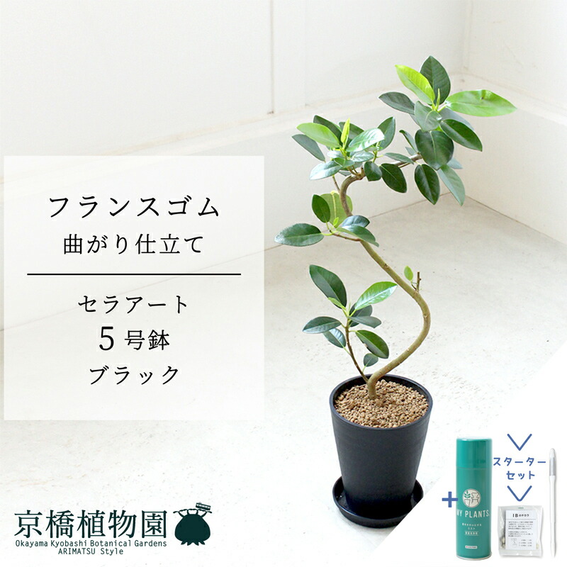 楽天市場】フランスゴム（斑入り：バリエガータ） 白色 丸型