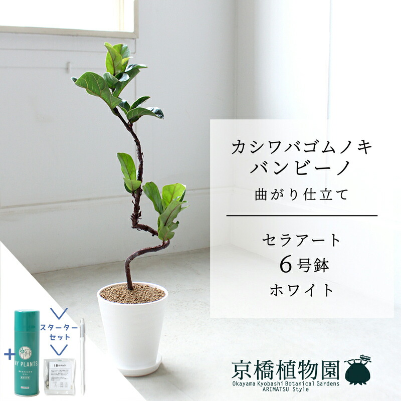 カシワバゴムバンビーノ　螺旋仕立て　曲がり　受け皿付き　高さ約80cm(現物) カシワバゴムバンビーノ 螺旋仕立て 曲がり 受け皿付き 高さ約