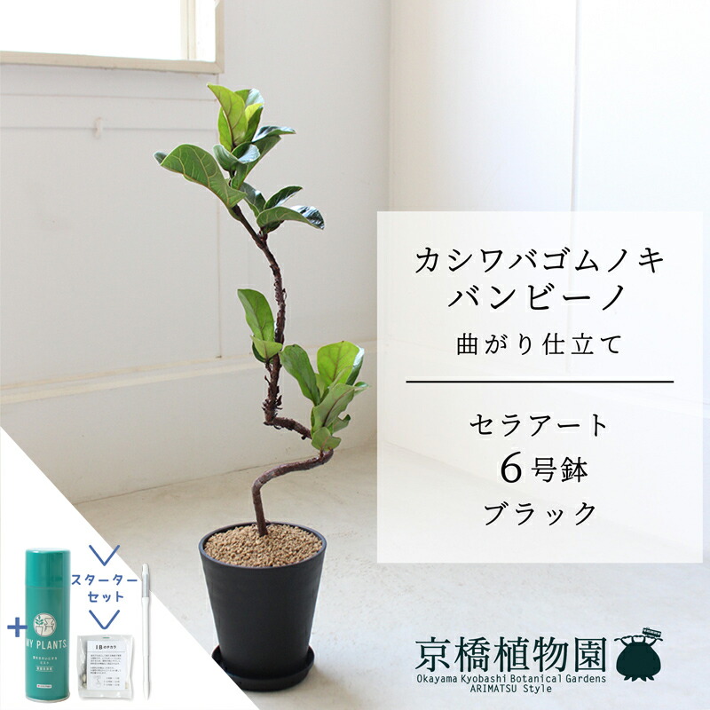直接引取り歓迎■カシワバゴム/フィカス リラータ/観葉植物/120cm■カフェ カシワバゴムフィカス リラータ 観葉植物 10号 大型 カシワバゴムの木