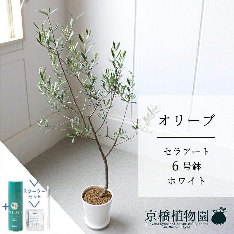 【マラソンクーポン有】【スターターセット付】【セラアート鉢／ホワイト】オリーブ 　6号【受け皿付き】【サスティー/SUSTEE/リーフクリン/IBのチカラ/ミドルサイズ 観葉植物 植物 インテリア おしゃれ 人気 お祝い 鉢植え 育てやすい 観葉 ギフト プレゼント】