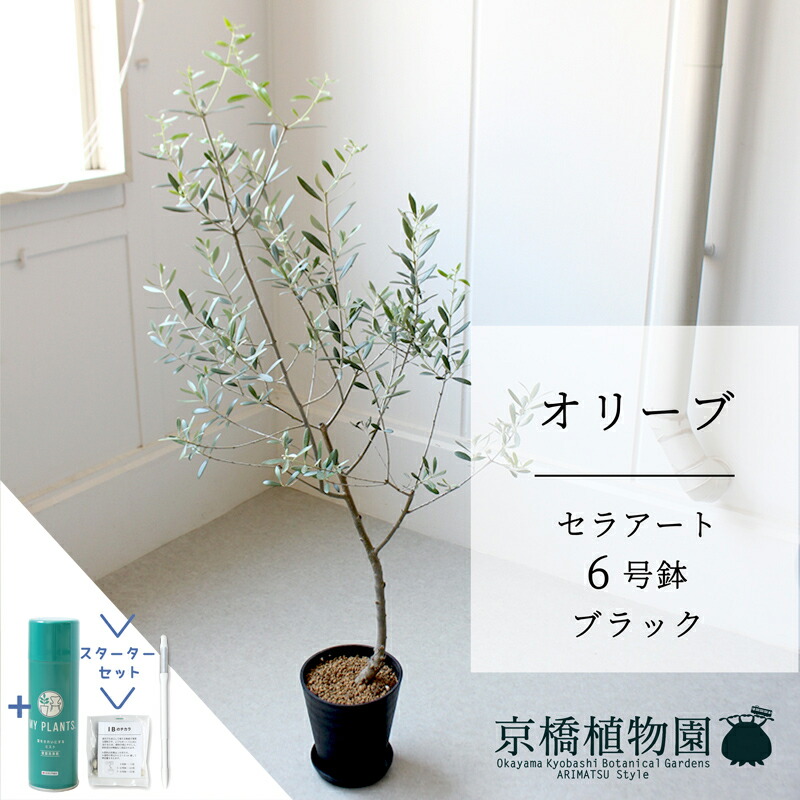 【マラソンクーポン有】【スターターセット付】【セラアート鉢／ブラック】オリーブ 　6号【受け皿付き】【サスティー/SUSTEE/リーフクリン/IBのチカラ/ミドルサイズ 観葉植物 インテリア おしゃれ 人気 お祝い 鉢植え 育てやすい ギフト プレゼント】