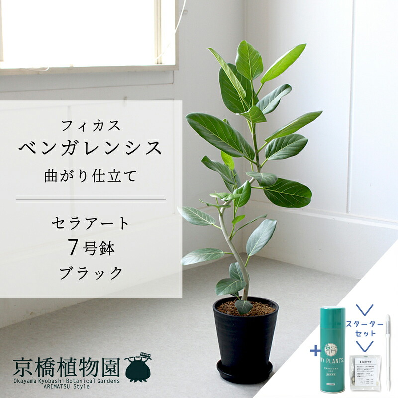【スターターセット付】【セラアート鉢／ブラック 黒】フィカス・ベンガレンシス・オードリー　７号【受け皿付き】【サスティー/SUSTEE/リーフクリン/IBのチカラ ミドルサイズ 観葉植物 植物 インテリア おしゃれ 人気 お祝い 鉢植え 育てやすい 観葉 ギフト プレゼント】