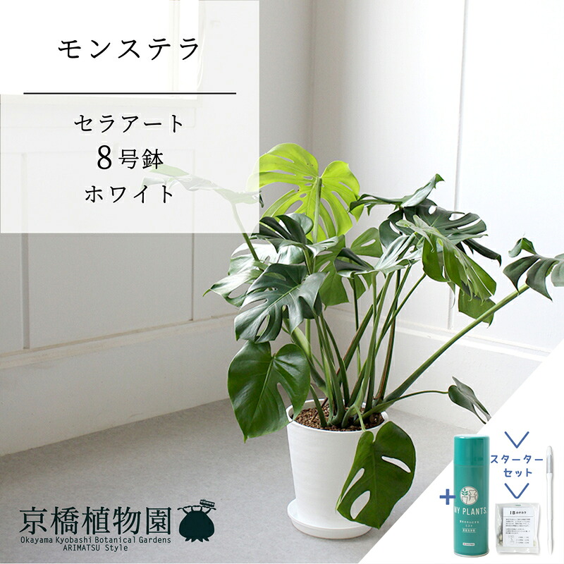 【スターターセット付】【セラアート鉢／ホワイト 白】モンステラ　8号【受け皿付き】【サスティー/SUSTEE/リーフクリン/IBのチカラ ミドルサイズ 観葉植物 植物 置物 モダン インテリア おしゃれ 人気 お祝い 鉢植え 育てやすい 観葉 ギフト プレゼント】｜花のアリマツ支店