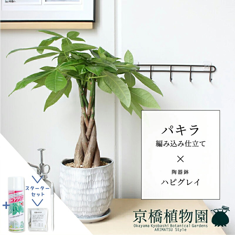 【マラソンクーポン有】【スターターセット付】パキラ 編み込み仕立て【ハピグレイ】【スモールサイズ/受け皿付き/陶器鉢/鉢植え/白/グレー/ミュールミル/サスティー/SUSTEE/リーフクリン/IBのチカラ】5G