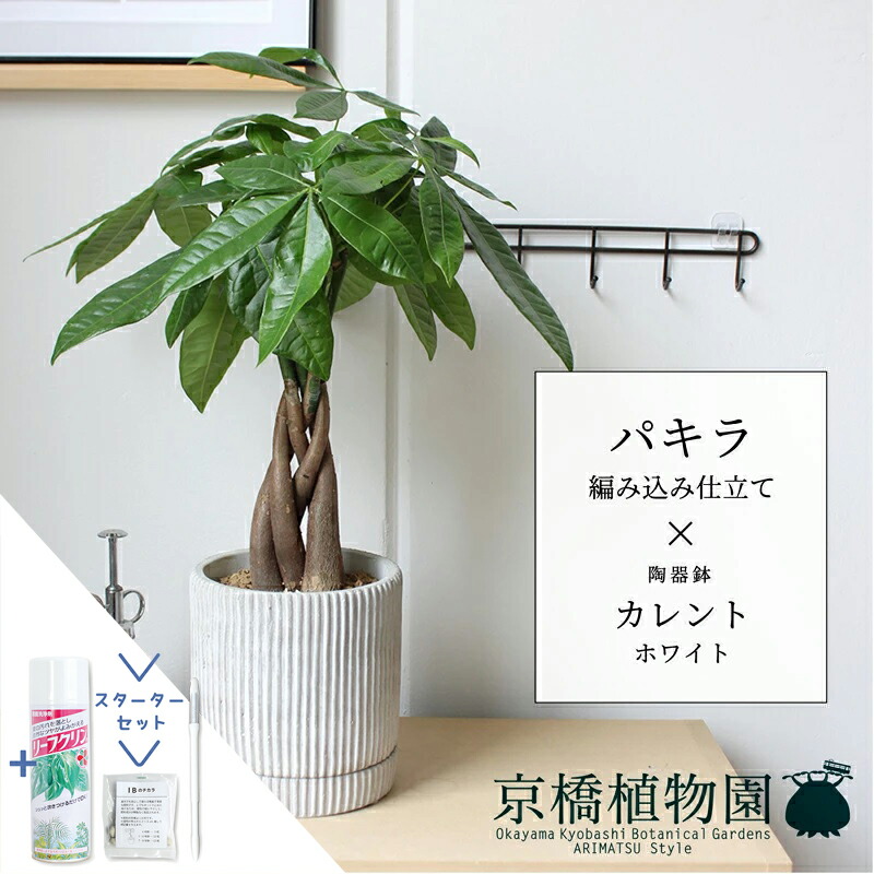 【マラソンクーポン有】【スターターセット付】パキラ 編み込み仕立て【カレント/ホワイト】【スモールサイズ/受け皿付き/陶器鉢/鉢植え/白/ホワイト/グレー/ミュールミル/サスティー/SUSTEE/リーフクリン/IBのチカラ】5G 6,669円
