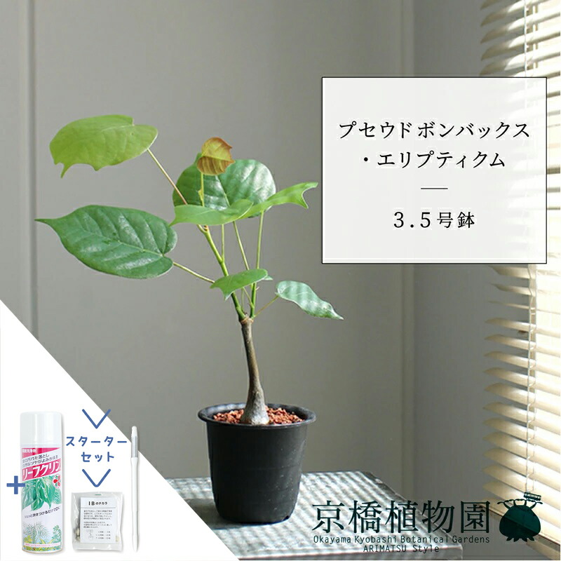 【スターターセット付】＼数量限定／ プセウドボンバックス・エリプティクム　3.5号鉢【スモールサイズ/観葉植物/サスティー/SUSTEE/リーフクリン/IBのチカラ】