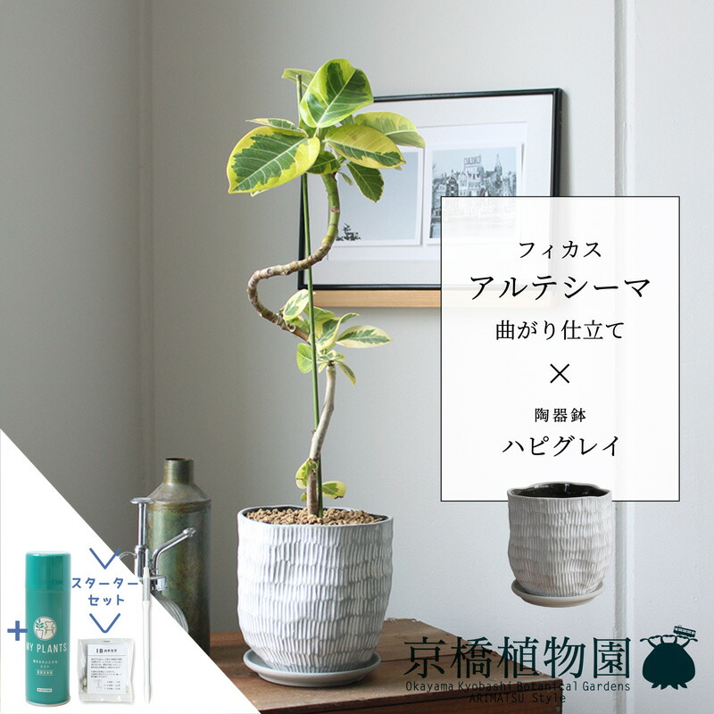 【スターターセット付】フィカス・アルテシーマ　曲がり【ハピグレイ】【サスティー/SUSTEE/リーフクリン/IBのチカラ/スモールサイズ/受け皿付き/陶器鉢/鉢植え/白/グレー/ミュールミル】4G｜花のアリマツ支店