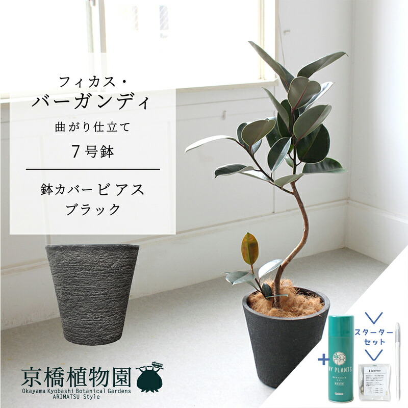 【スターターセット付】【ビアス鉢カバー：ブラック】フィカス・バーガンディ　曲がり　7号【サスティー/SUSTEE/リーフクリン/IBのチカラ/ミドルサイズ 観葉植物 植物 インテリア おしゃれ 人気 お祝い 鉢植え 育てやすい 観葉 ギフト プレゼント】