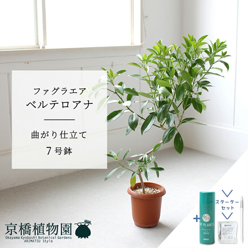 サーモン！ファグラエア・ベルテロアナ・バリエガータ斑入！観葉植物！高さ75 サーモン様専用！ファグラエア・ベルテロアナ・バリエガータ斑入