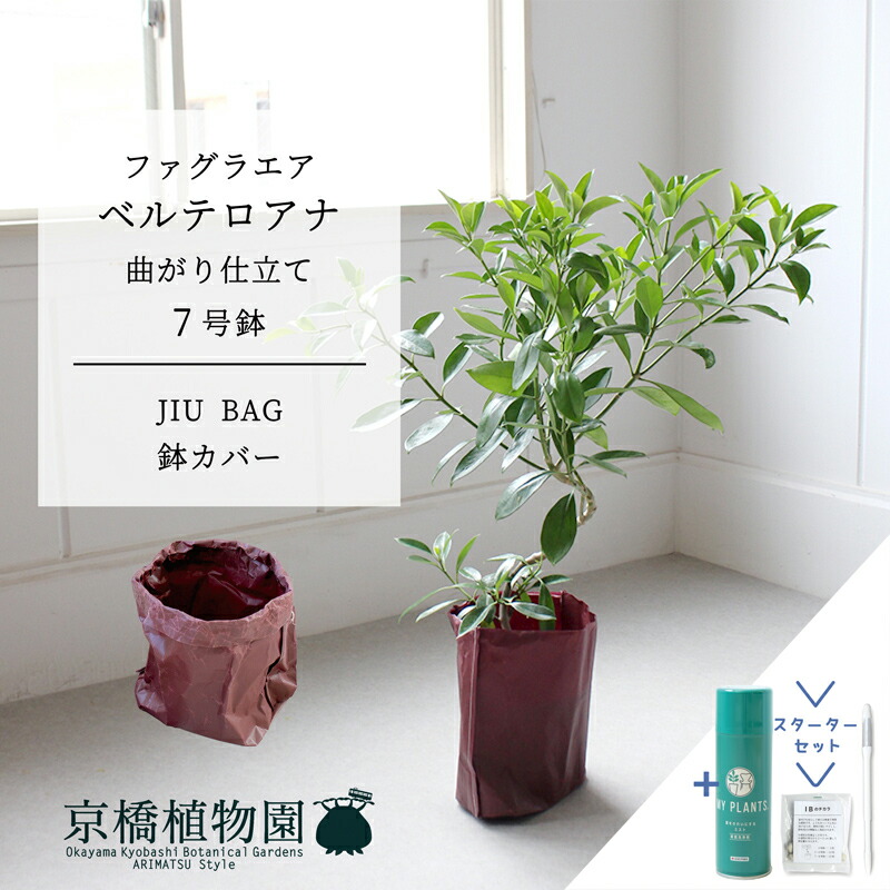 楽天市場】【現品】ファグラエア・ベルテロアナ 曲がり 7号 茶鉢