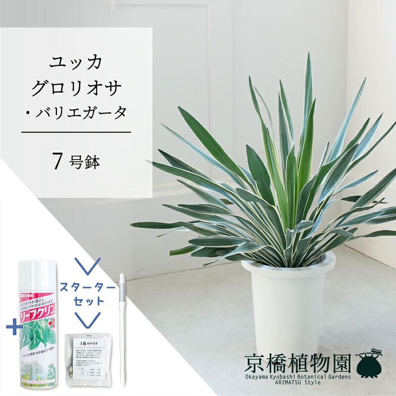 ユッカ グロリオサ サイズ希望あればコメントください 多数サイズあります 楽天市場】【30日はP5倍！】ユッカ・グロリオサ・バリエガータ 7号