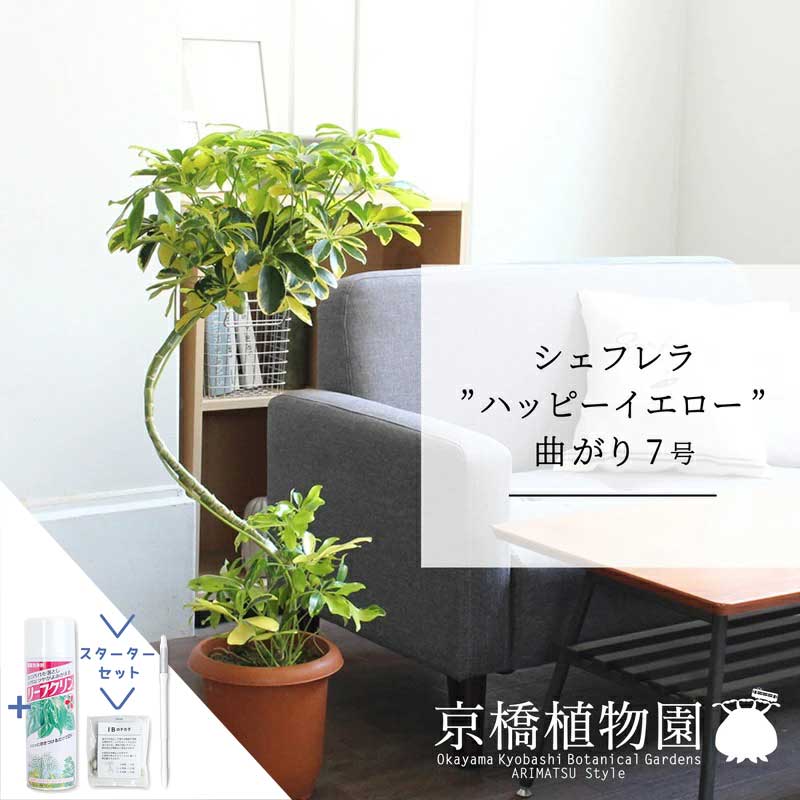 【マラソンクーポン有】【スターターセット付】シェフレラ‘ハッピーイエロー’　曲がり7号【黄斑入り】【ホンコンカポック】【ヤドリフカノキ】【ミドルサイズ/床置き/御祝/新築祝い/育てやすい/観葉植物/サスティー/SUSTEE/リーフクリン/IBのチカラ】【大型】