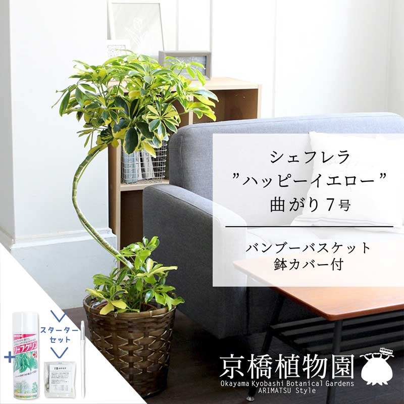 【スターターセット付】【バンブーバスケット鉢カバー】シェフレラ‘ハッピーイエロー’　曲がり7号【黄斑入り】【ホンコンカポック】【ヤドリフカノキ】【ミドルサイズ/床置き/御祝/新築祝い/育てやすい/観葉植物/サスティー/SUSTEE/リーフクリン/IBのチカラ】【大型】