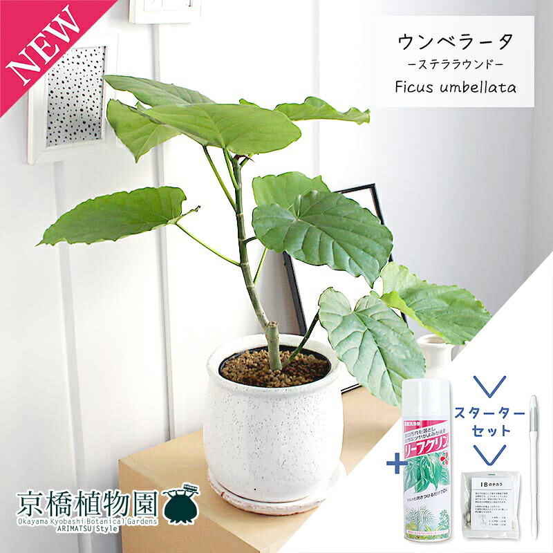 【15日はP5倍！】【クランク仕かける付】【ステララウンドL】フィカス・ウンベラータ【受け皿付き添い人】【観葉草木/室内装飾/格好のいい/自然的/鉢植え/差し上げ物//通信販売/スモール大いさ/天然ゴムの木/サスティー/SUSTEE/リーフクリン/IBのチカラ】 花・ガーデン・DIY-観葉植物