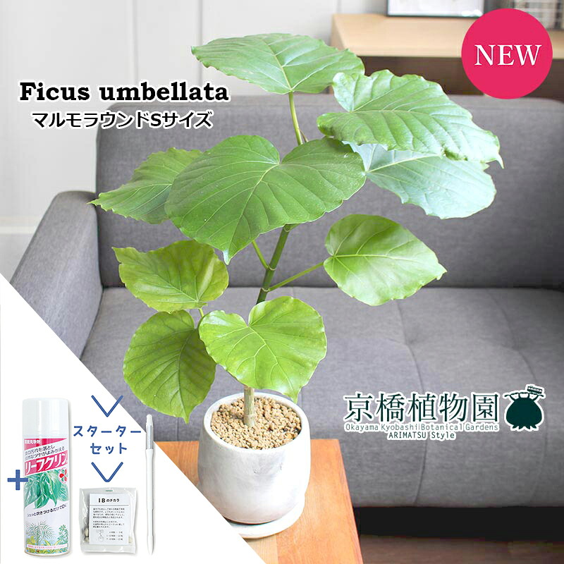 【スターターセット付】【マルモラウンドS】フィカス・ウンベラータ【受け皿付き】【観葉植物/インテリア/おしゃれ/ナチュラル/鉢植え/贈り物//通販/スモールサイズ/ゴムの木/サスティー/SUSTEE/リーフクリン/IBのチカラ】