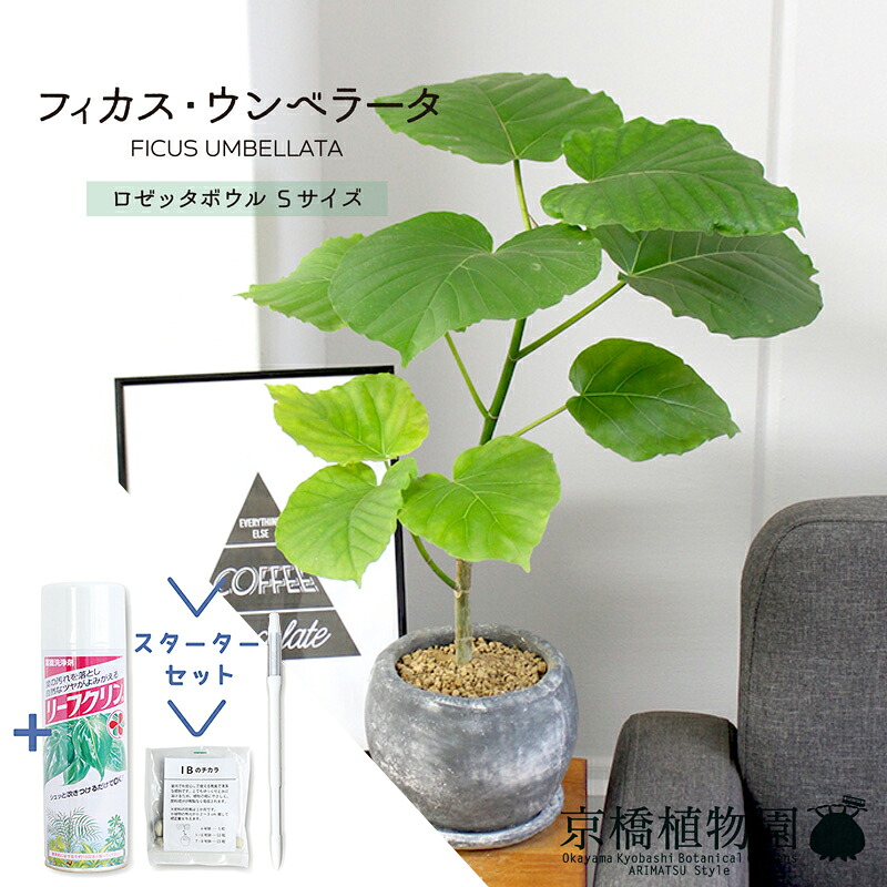 【マラソンクーポン有】【スターターセット付】【ロゼッタボウル】フィカス・ウンベラータ【受け皿付き】【観葉植物/インテリア/おしゃれ/ナチュラル/鉢植え/贈り物//通販/スモールサイズ/ゴムの木/サスティー/SUSTEE/リーフクリン/IBのチカラ】
