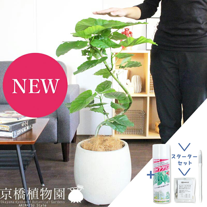 楽天市場】【SSクーポンあり】【スターターセット付】フィカス